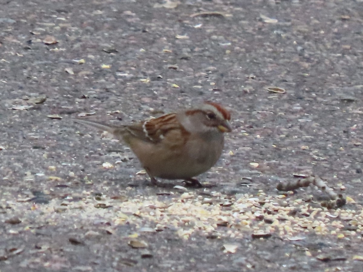 American Tree Sparrow - ML626710814