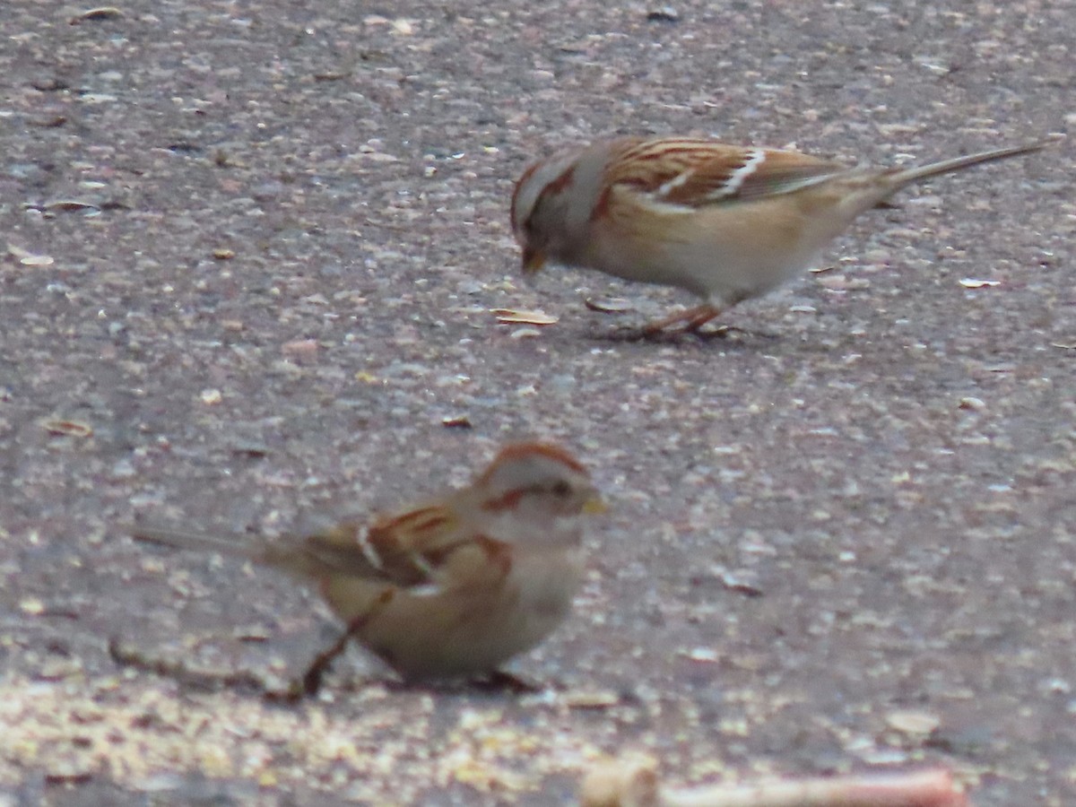 American Tree Sparrow - ML626710815