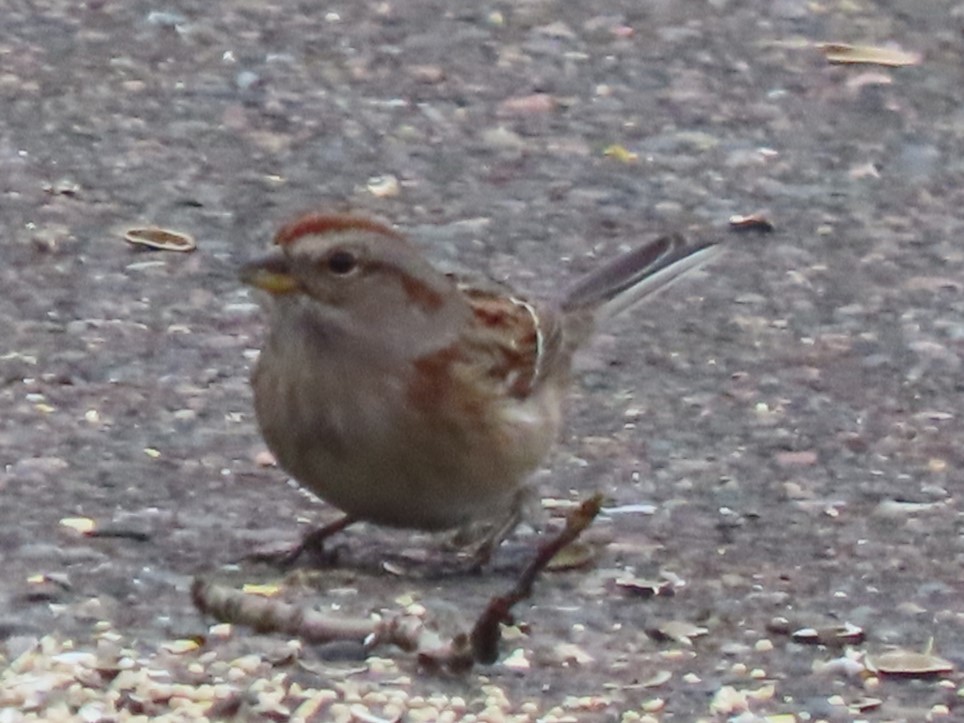 American Tree Sparrow - ML626710816