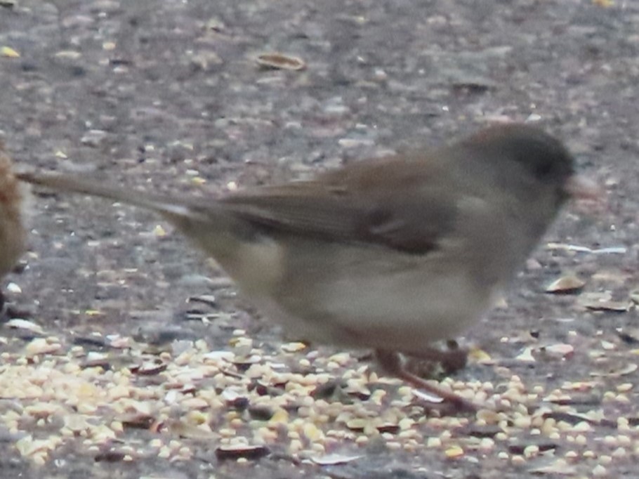 Dark-eyed Junco - ML626710827