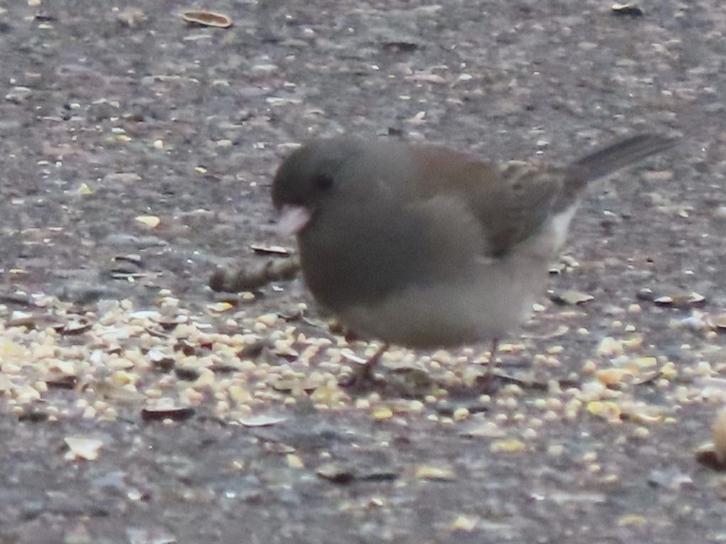 Dark-eyed Junco - ML626710828