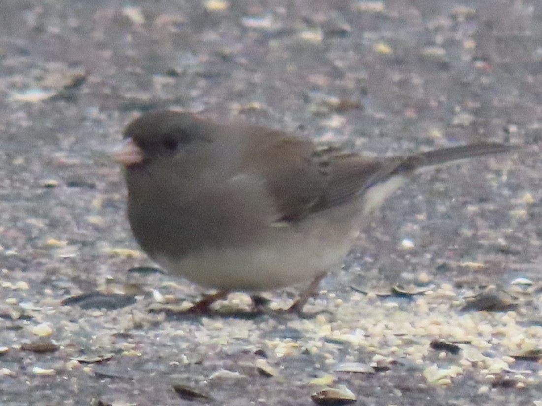 Dark-eyed Junco - ML626710829