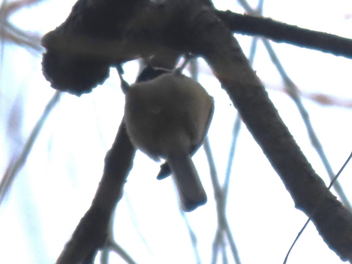 Black-capped Chickadee - ML626710848