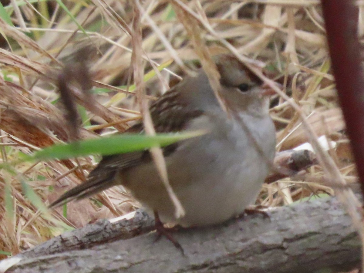 White-crowned Sparrow - ML626710875