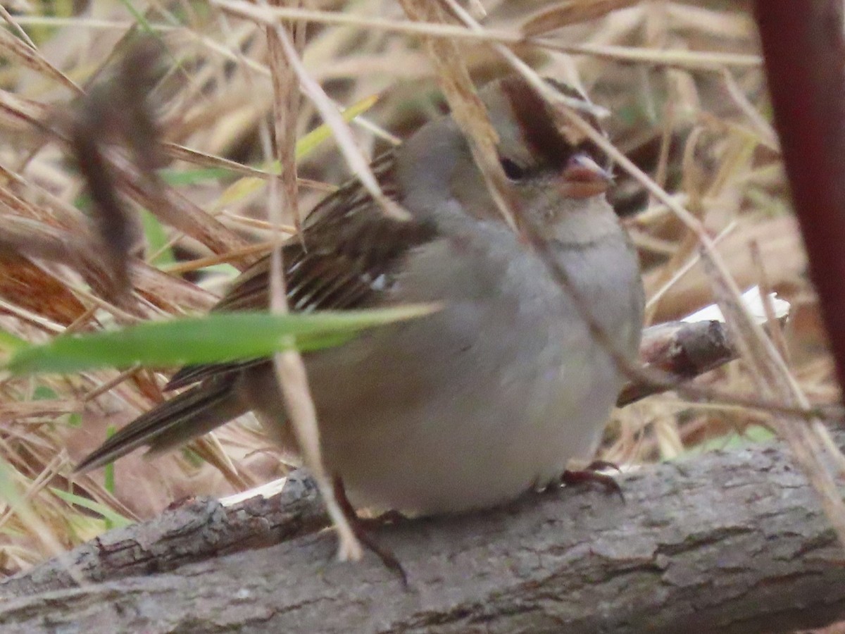 White-crowned Sparrow - ML626710876