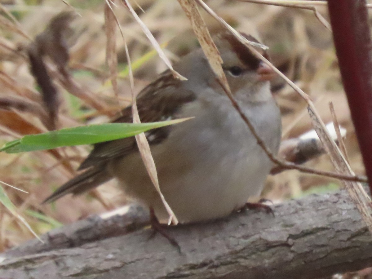 White-crowned Sparrow - ML626710877