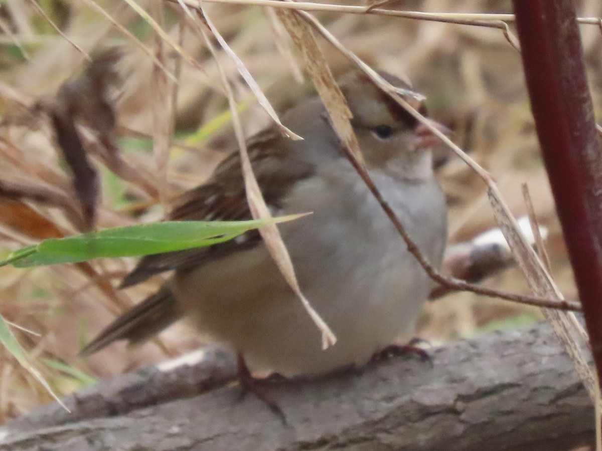 White-crowned Sparrow - ML626710878