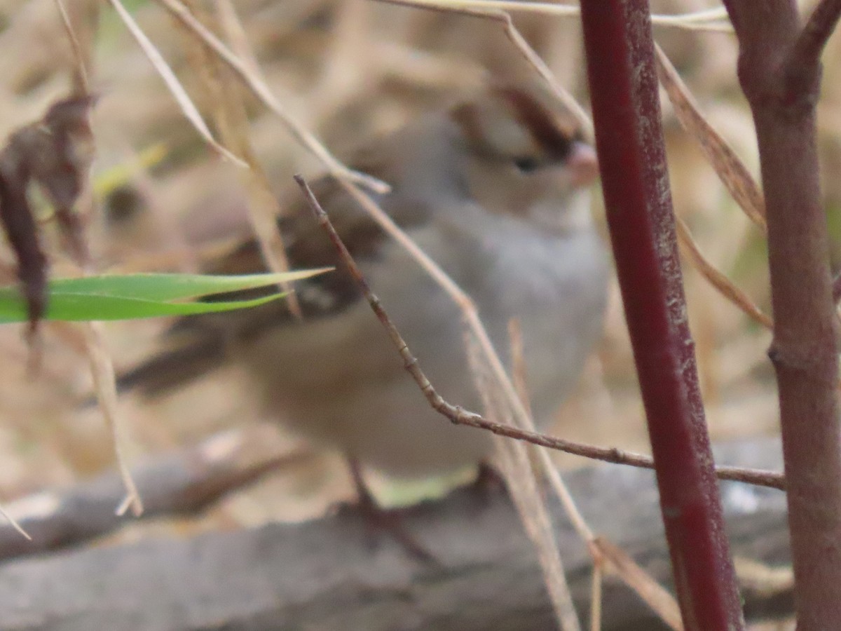 White-crowned Sparrow - ML626710879