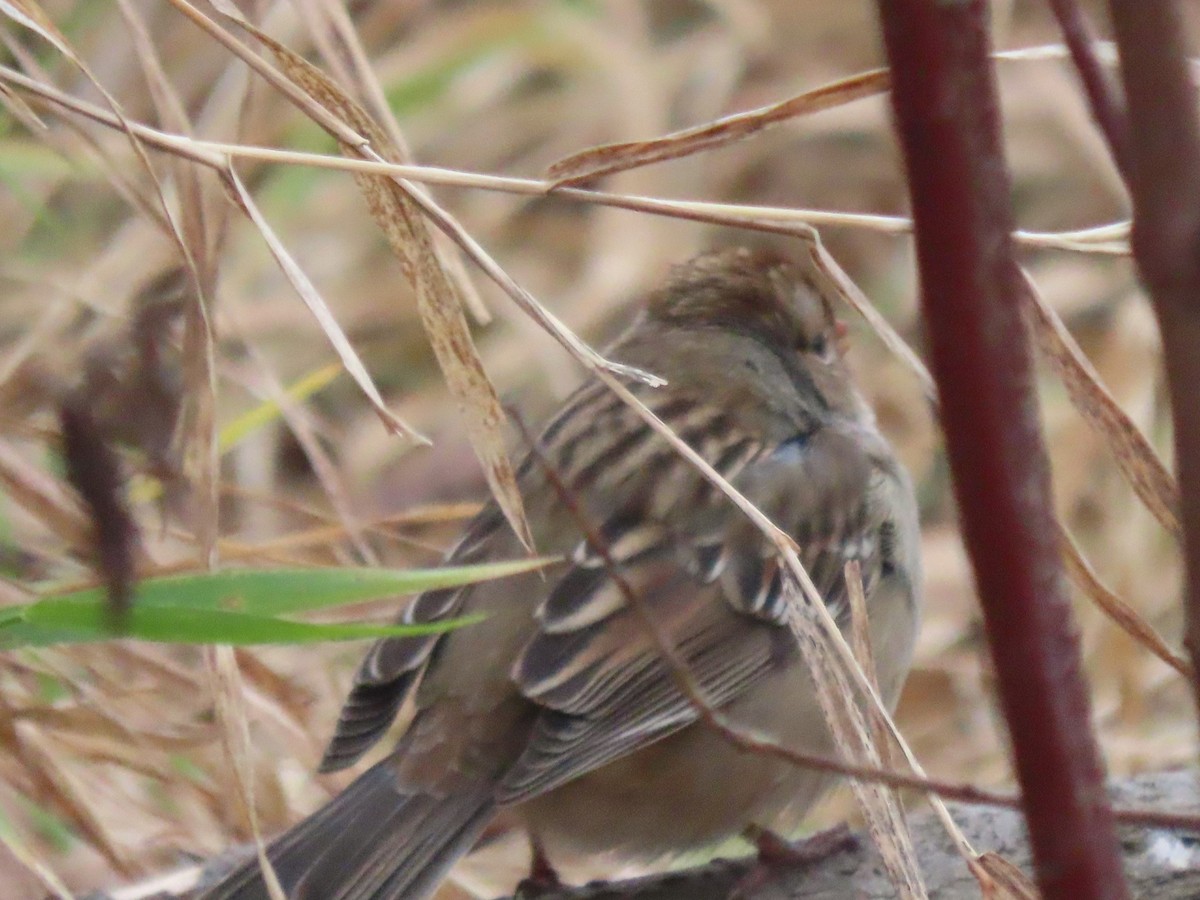 White-crowned Sparrow - ML626710880