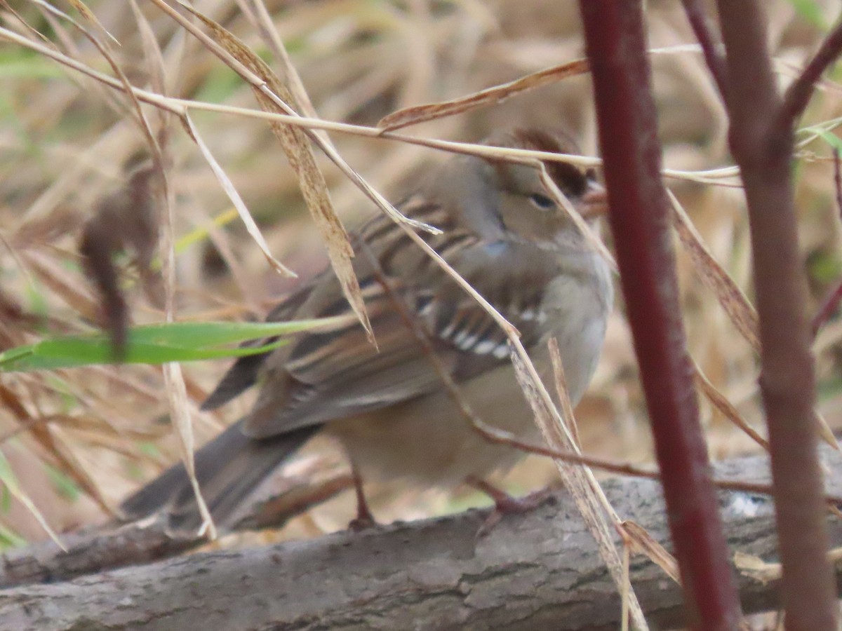 White-crowned Sparrow - ML626710881