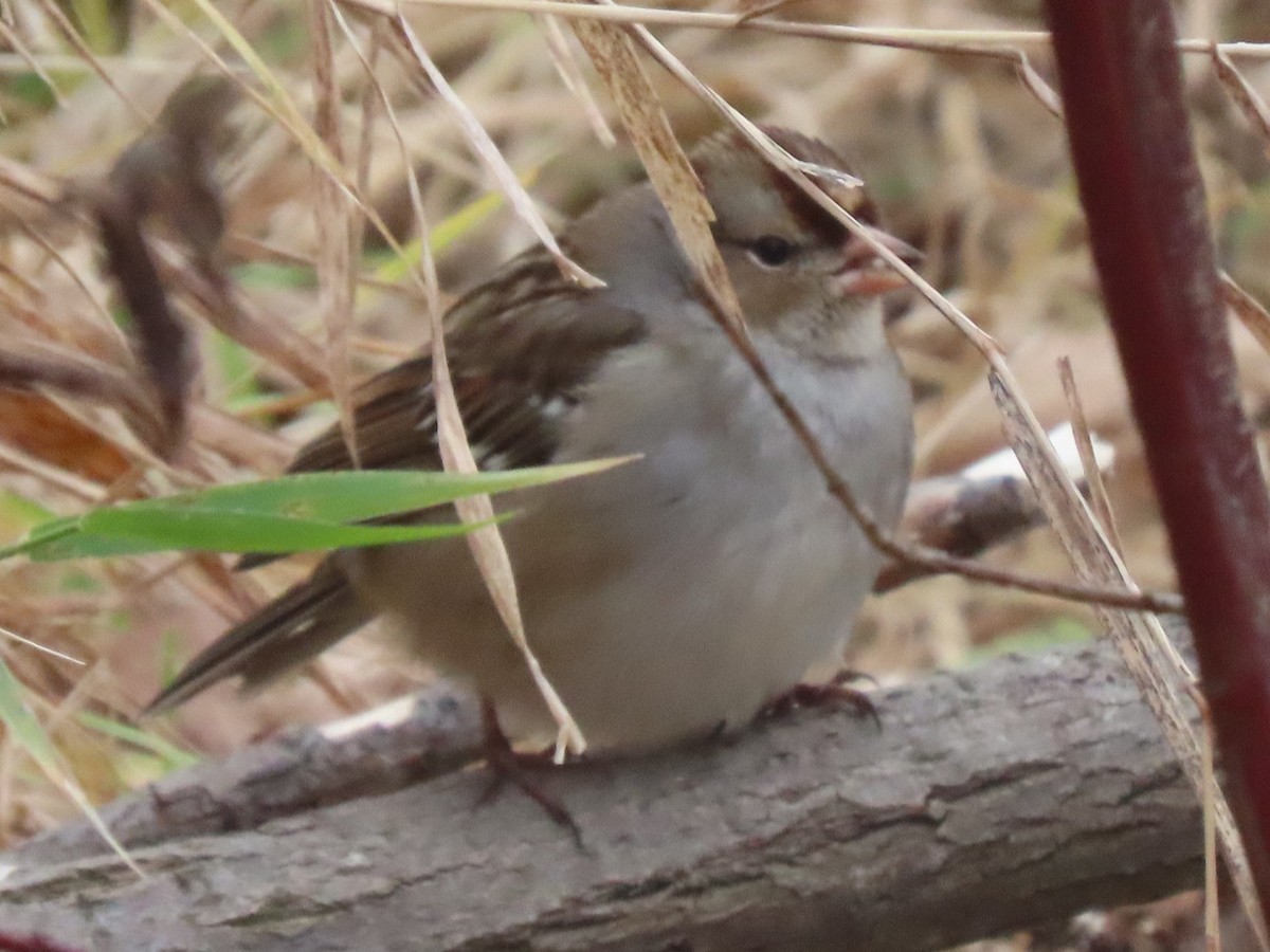 White-crowned Sparrow - ML626710882