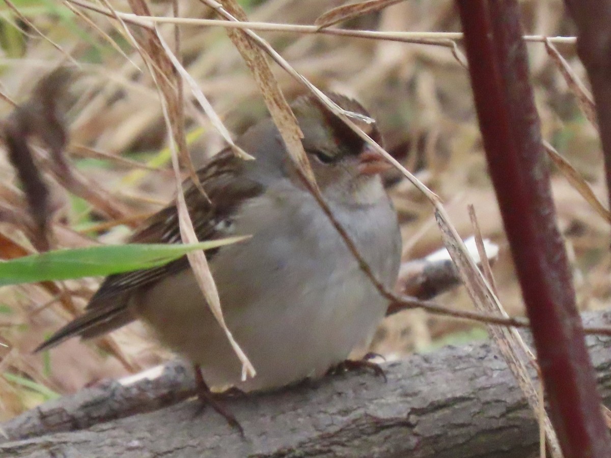 White-crowned Sparrow - ML626710883