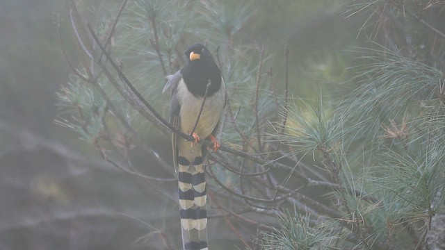 Yellow-billed Blue-Magpie - ML626710932