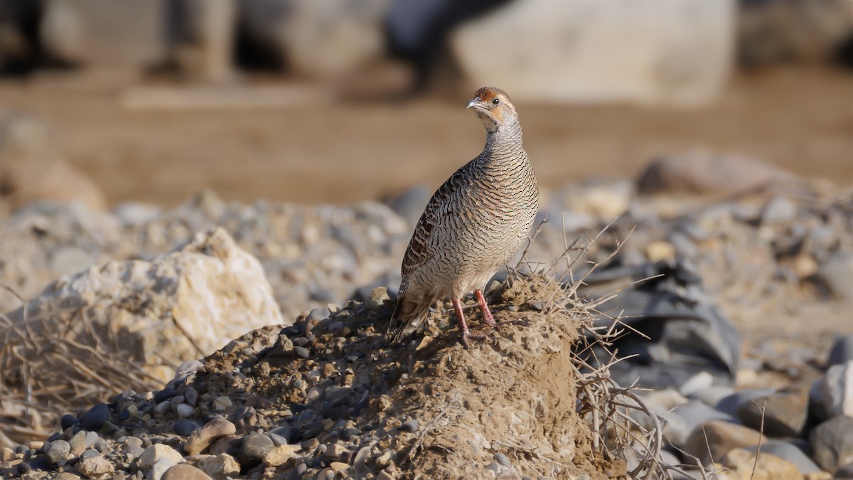 Gray Francolin - ML626710962