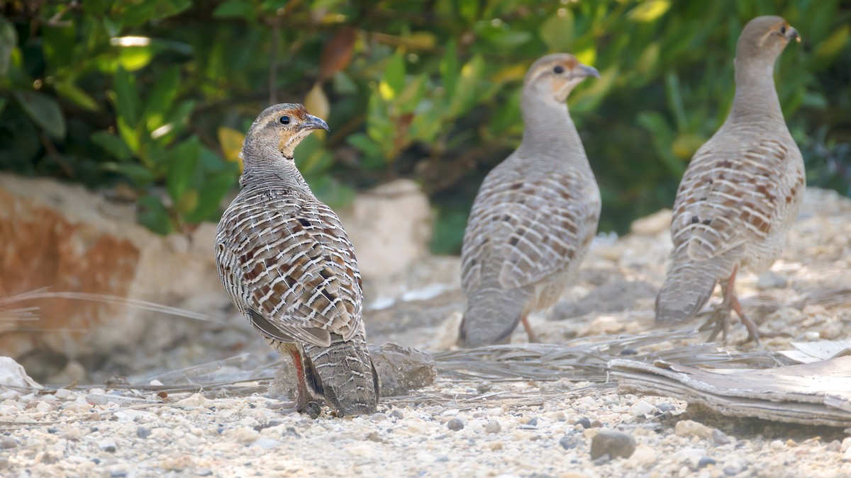 Gray Francolin - ML626710963