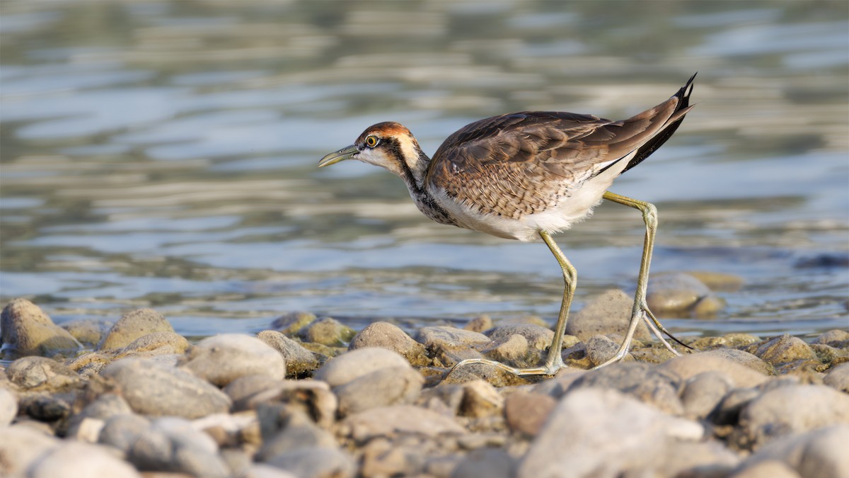 Pheasant-tailed Jacana - ML626711004