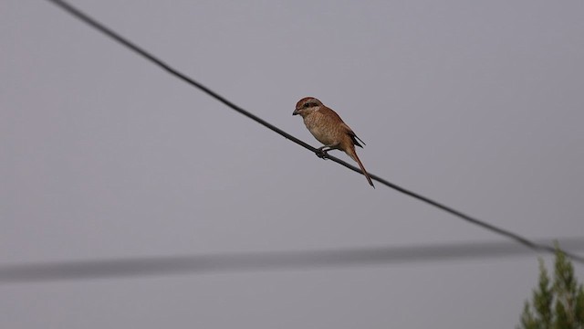 Brown Shrike (Brown) - ML626711320