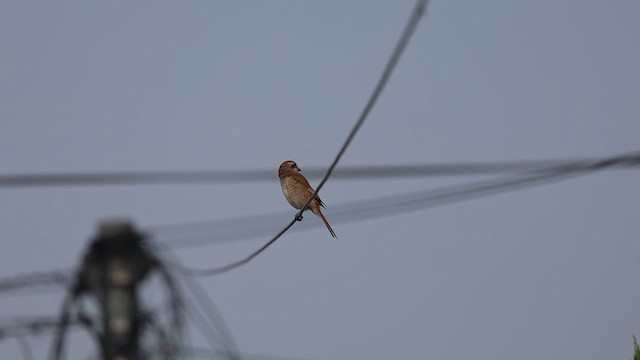 Brown Shrike (Brown) - ML626711322