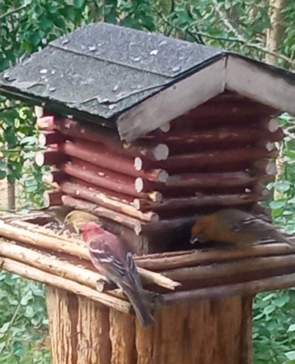 Pine Grosbeak - ML626711428