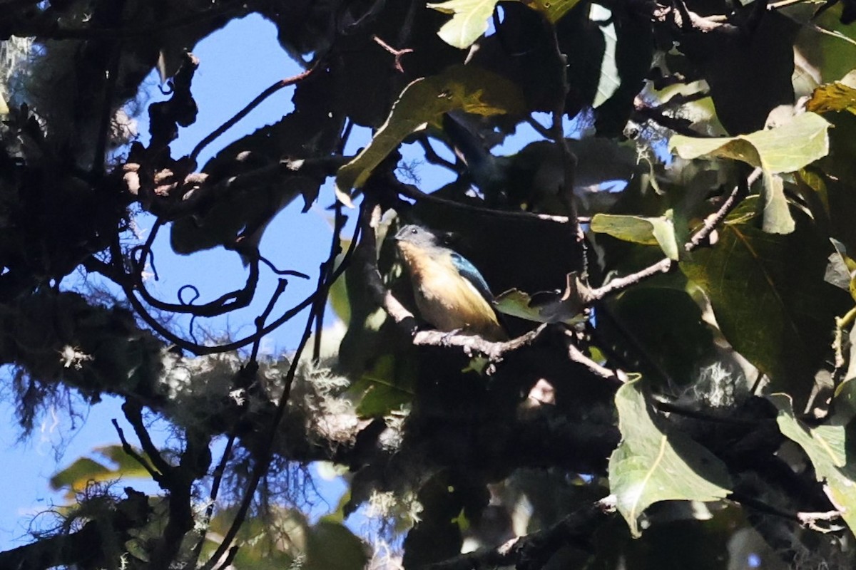 Sumatran Flowerpecker - ML626711451
