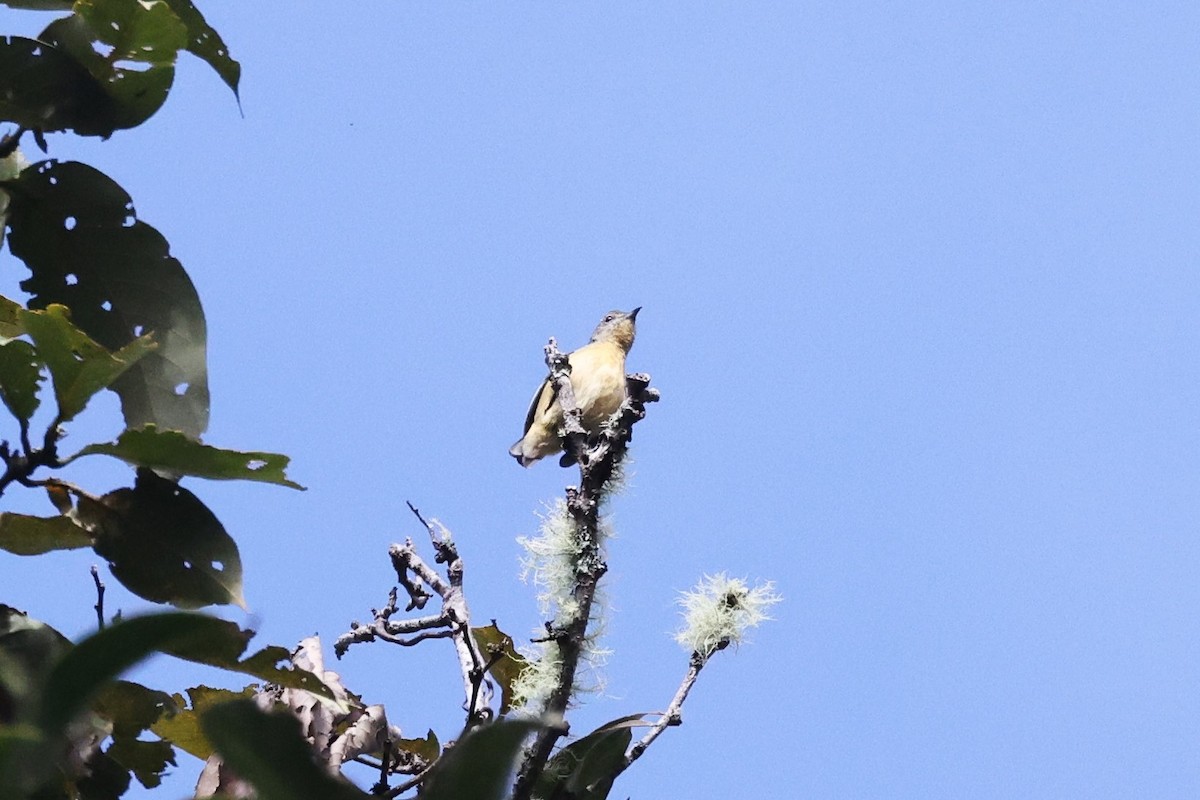Sumatran Flowerpecker - ML626711456