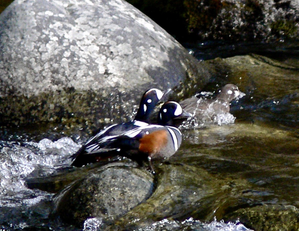 Harlequin Duck - ML626711531