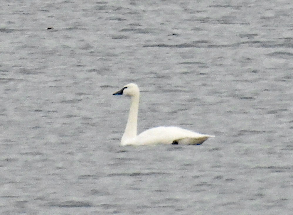 Tundra Swan - ML626711687