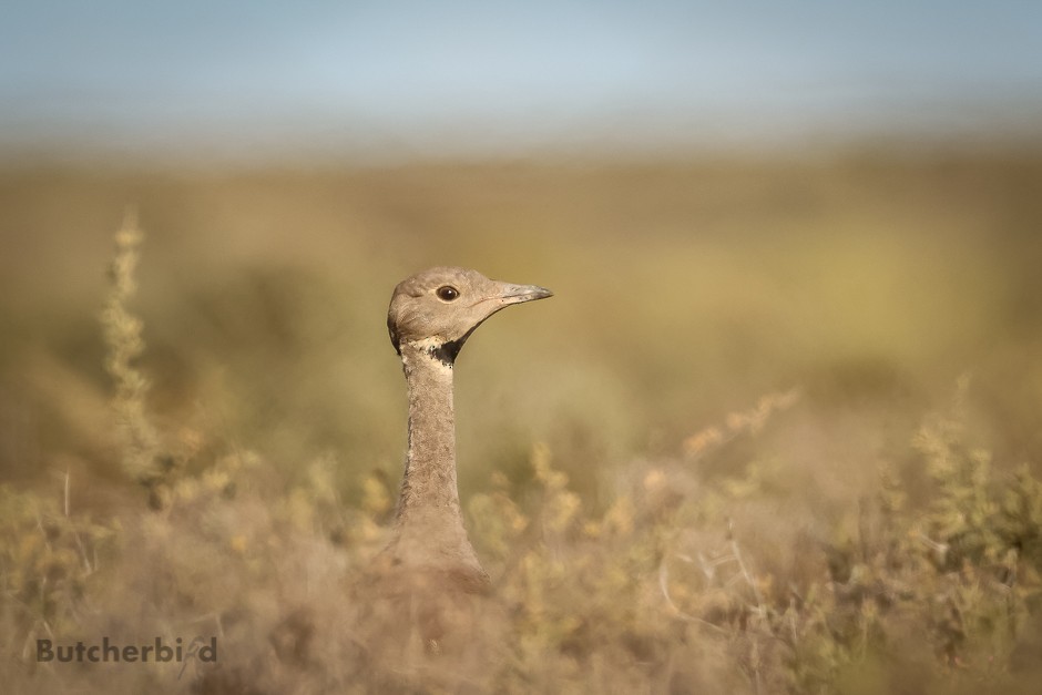 Karoo Bustard - ML626711697