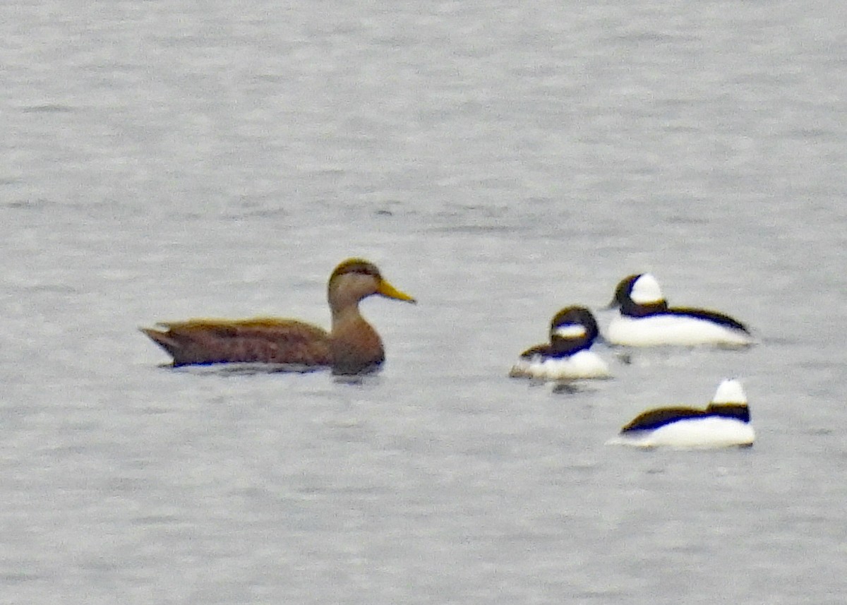 American Black Duck - ML626711761