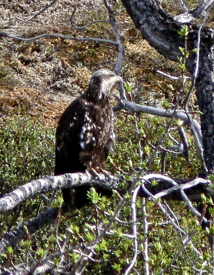 Bald Eagle - ML626711852
