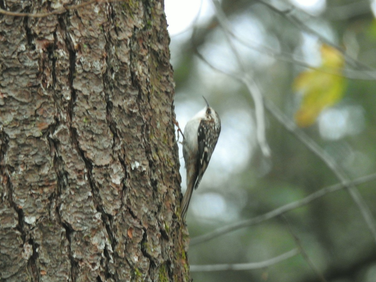 Brown Creeper - ML626711854