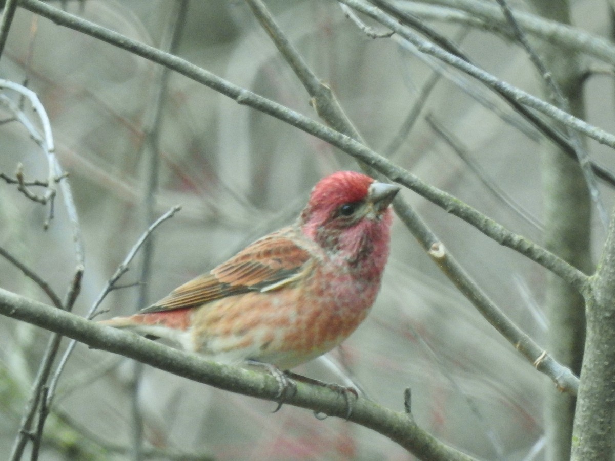 Purple Finch - ML626711862