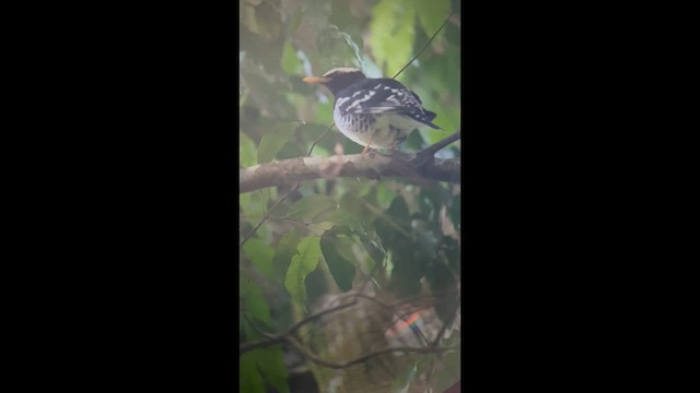 Pied Thrush - ML626711945