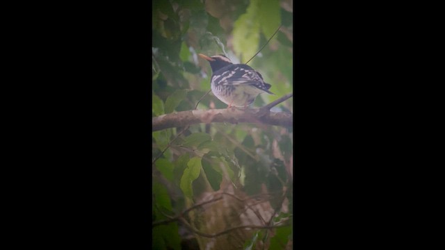 Pied Thrush - ML626711946