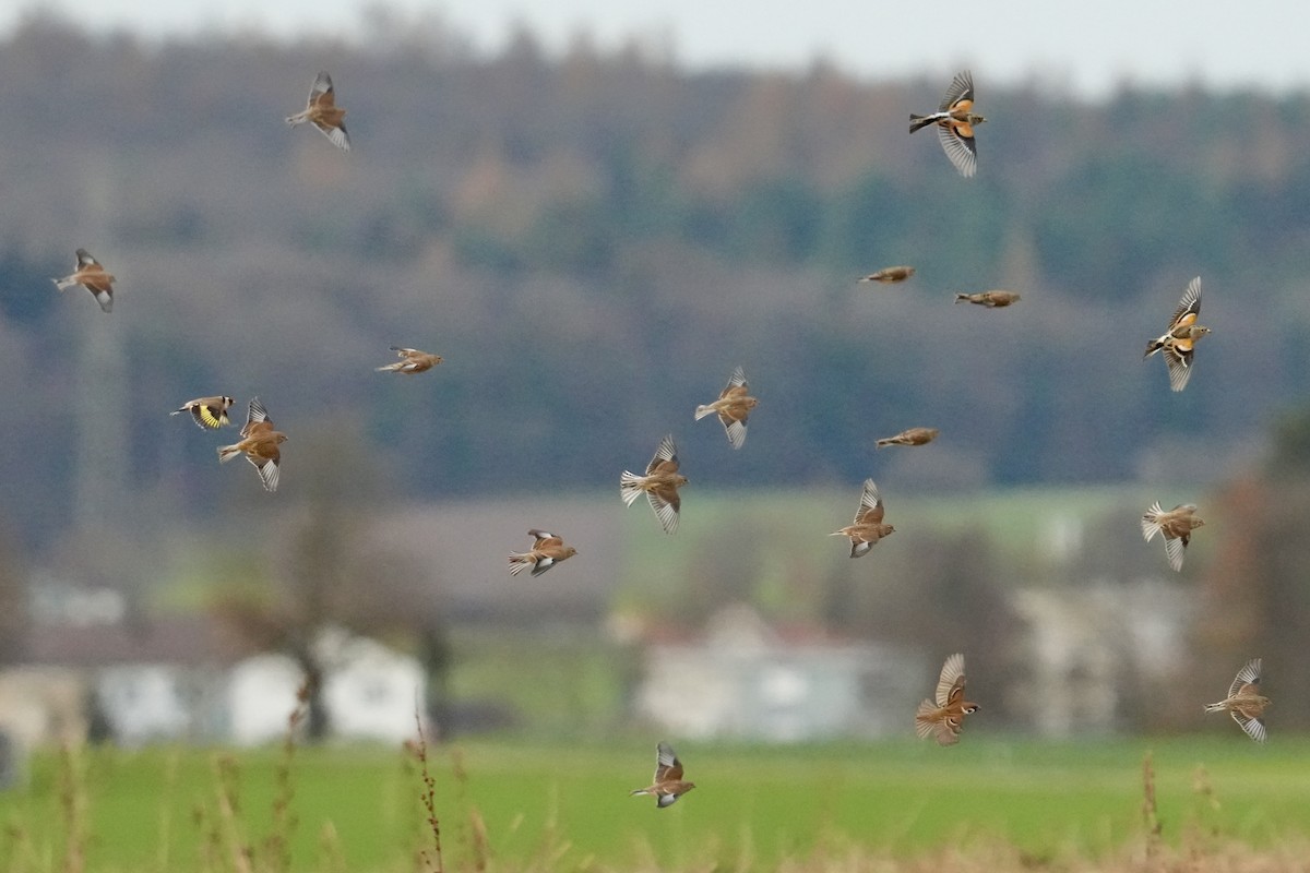 Eurasian Linnet - ML626711985