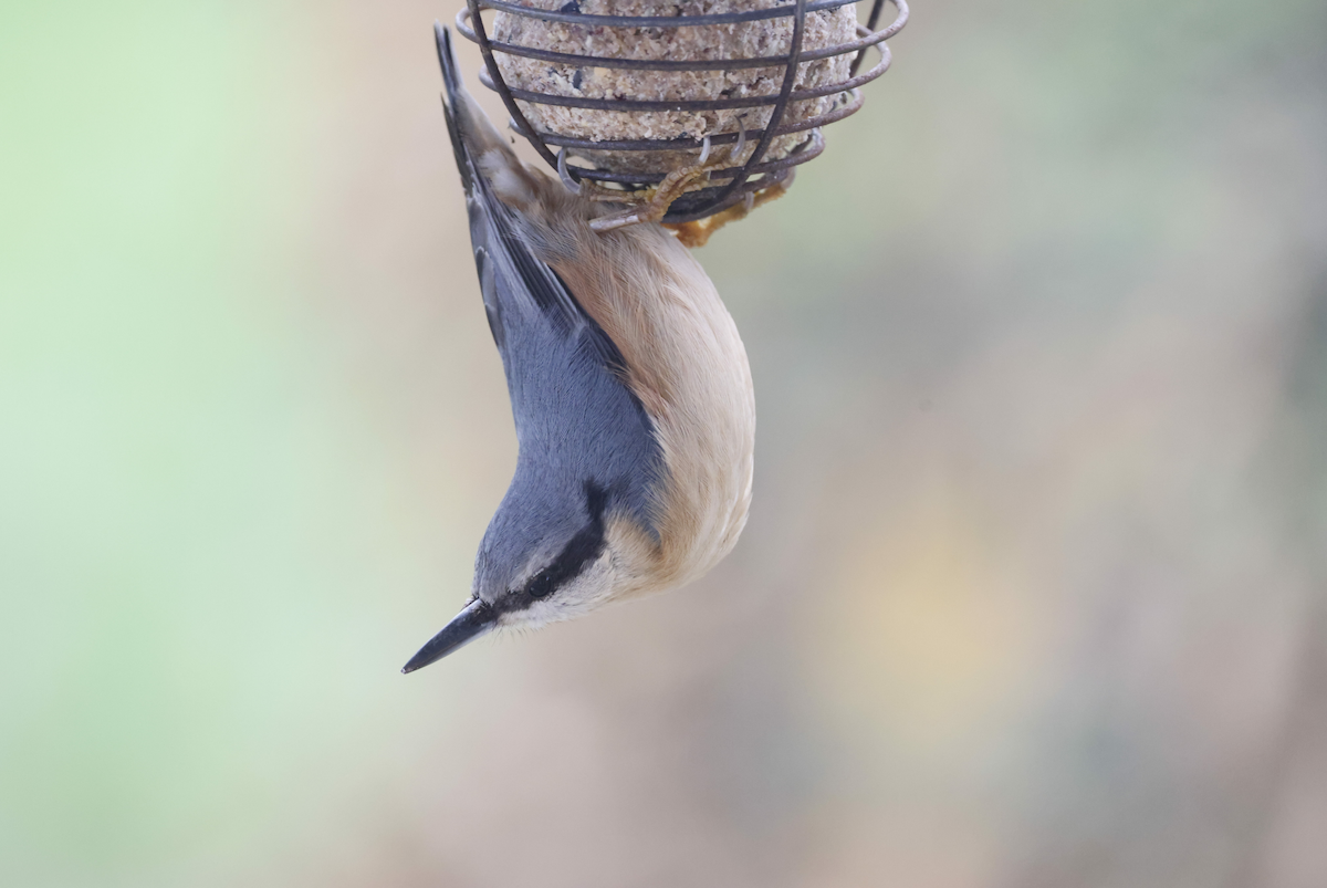 Eurasian Nuthatch - ML626712074