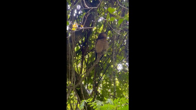 Brown Wood-Owl - ML626712093