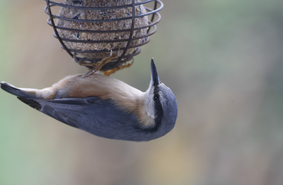 Eurasian Nuthatch - ML626712117