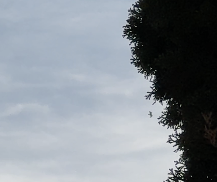 Turkey Vulture - ML626712128