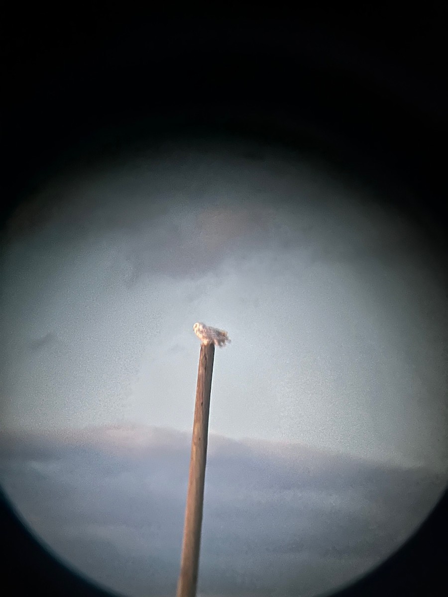 Snowy Owl - ML626712181