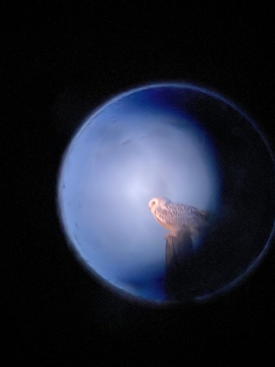 Snowy Owl - ML626712182