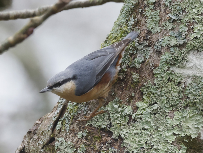 Eurasian Nuthatch - ML626712216