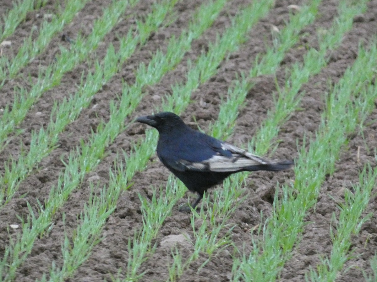 Carrion Crow - ML626712273