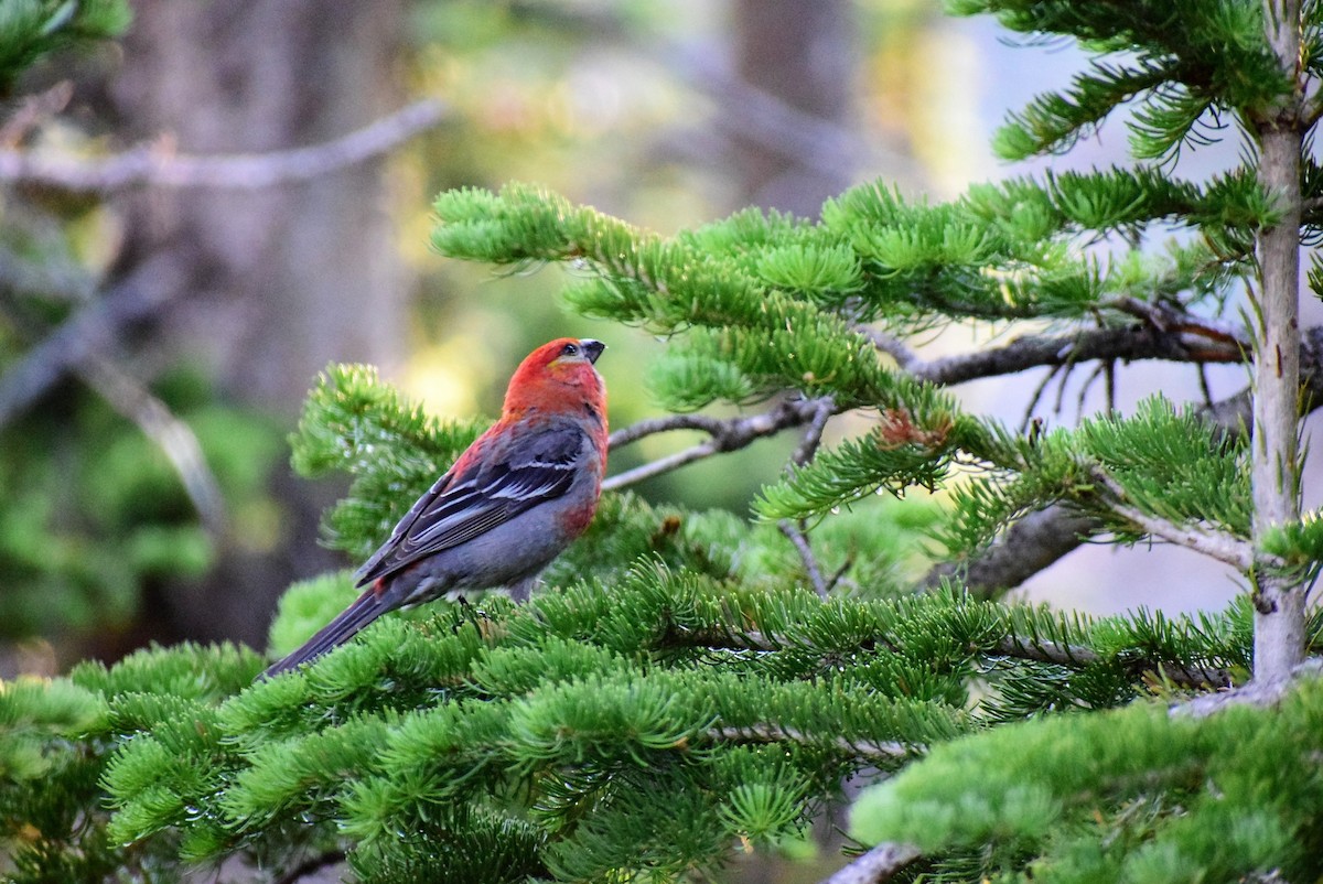 Pine Grosbeak - James McCall