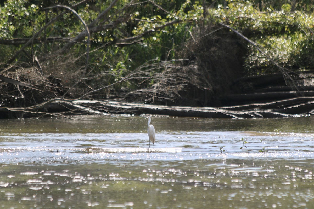 Great Egret - ML626712328