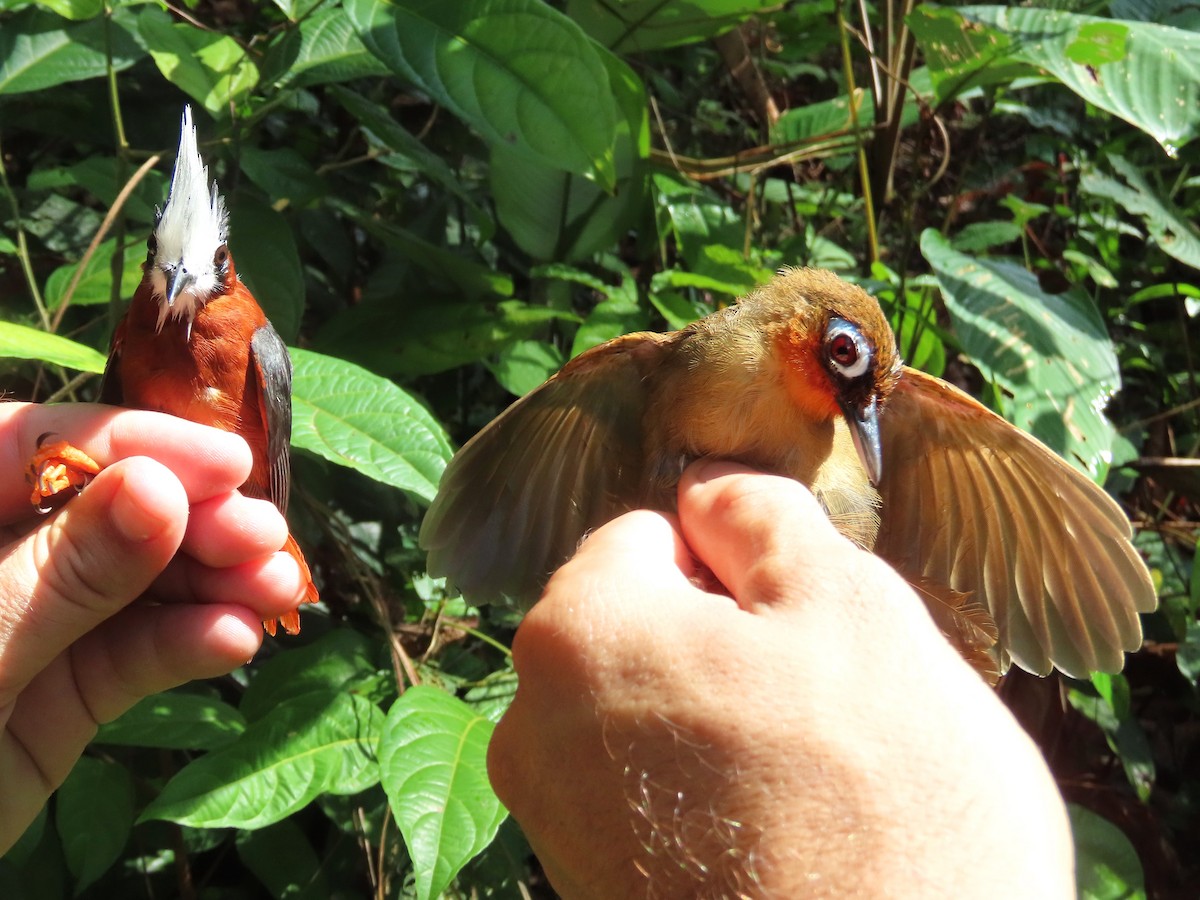 Rufous-throated Antbird - ML626712349