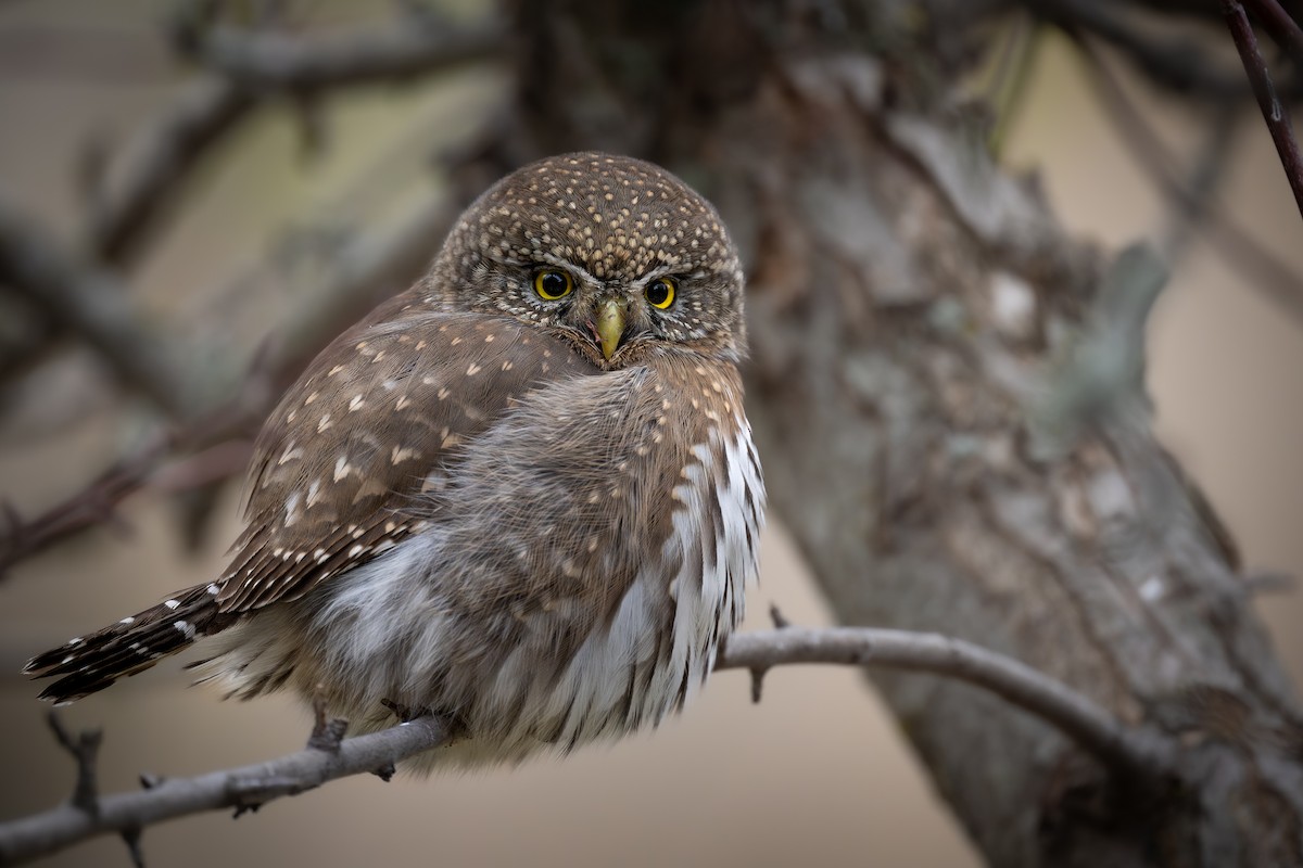 Northern Pygmy-Owl - ML626712495