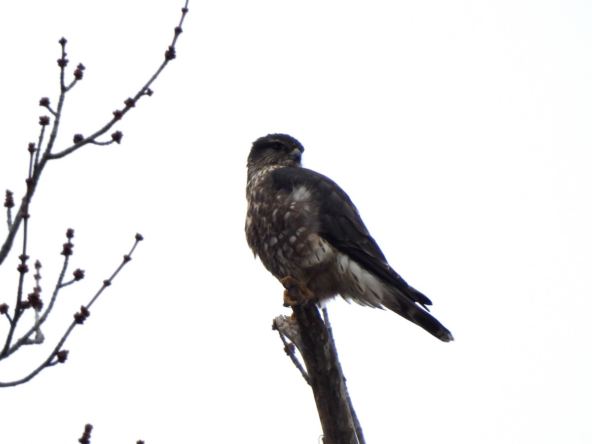 Merlin - ML626712532