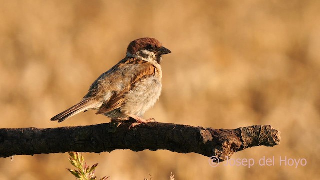 Eurasian Tree Sparrow - ML626712539