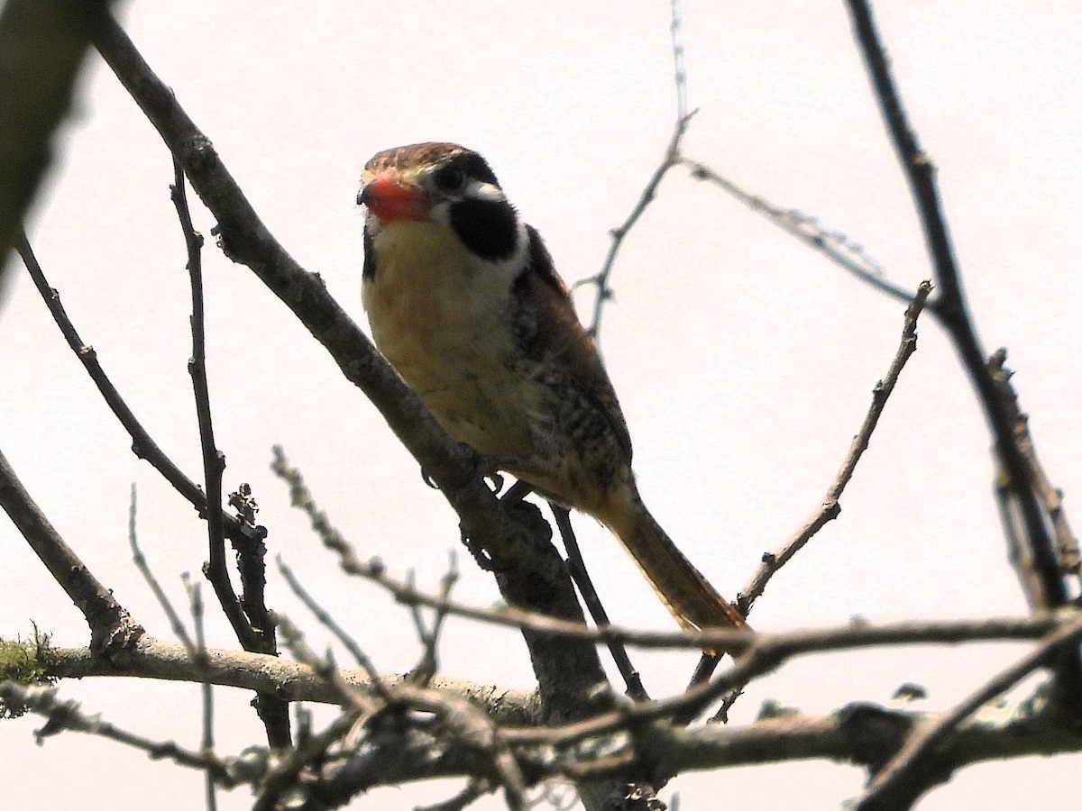 White-eared Puffbird - ML626712603